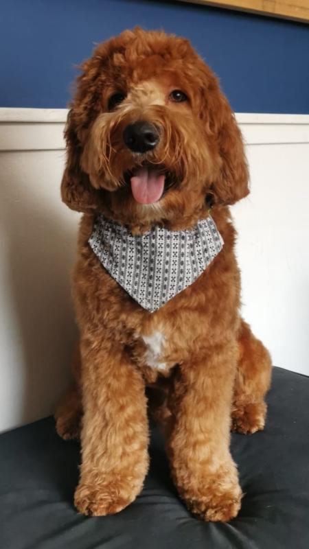 Maylo van de Labradoodlemanie