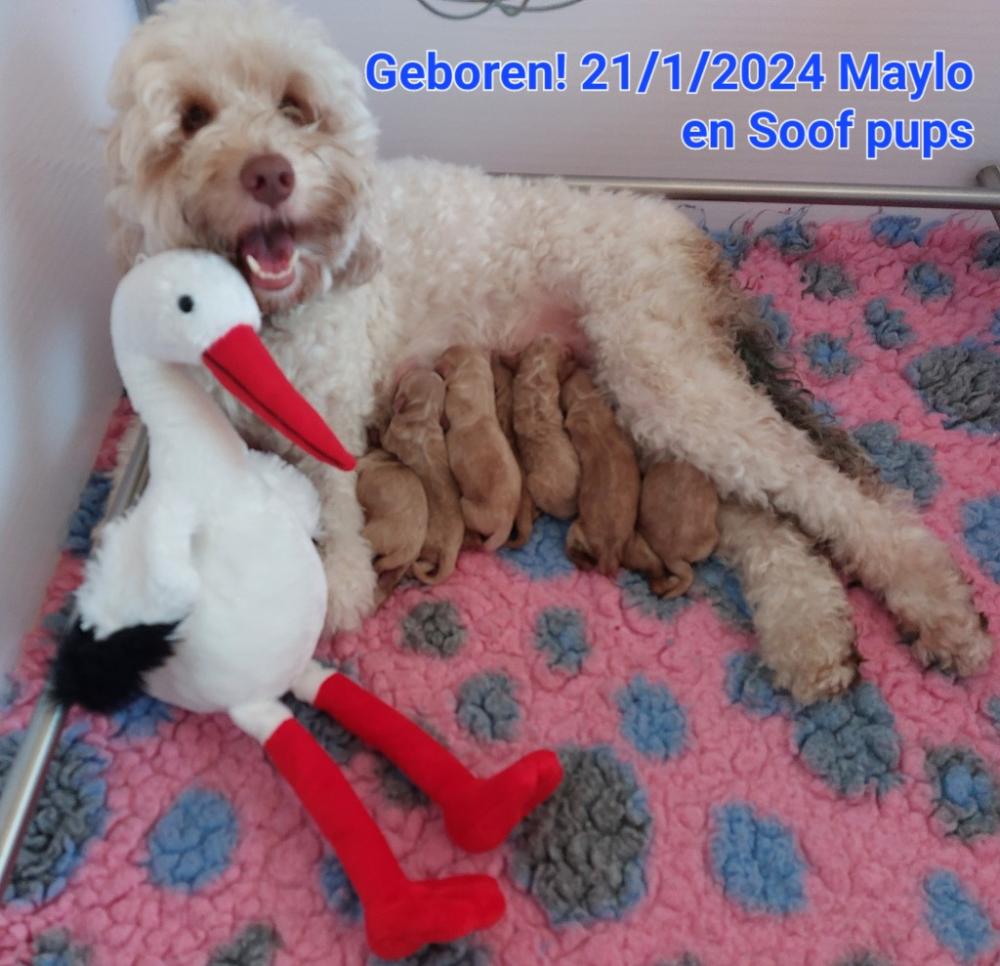 Maylo en Soof hebben prachtige pups gekregen