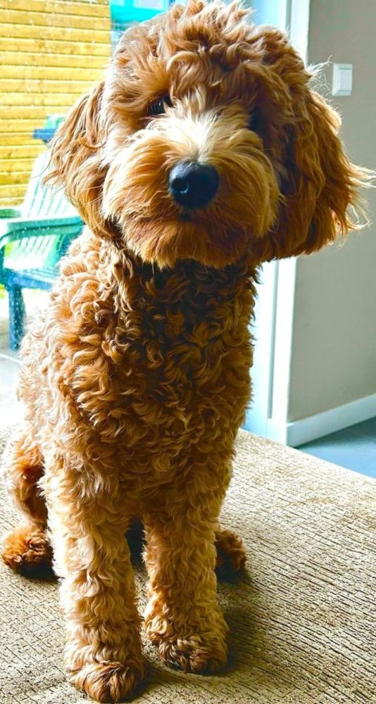 Luckylabradoodles Kensi