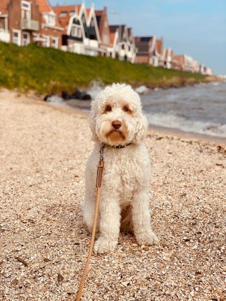 Lucky labradoodles Teddy-Soof