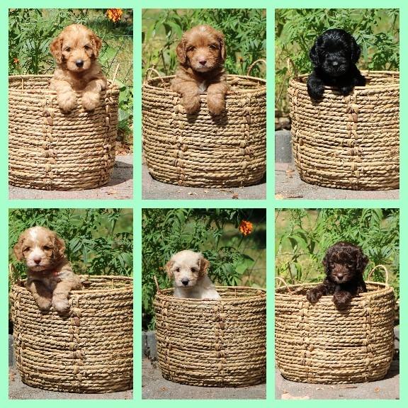 Een pup van Luckylabradoodles