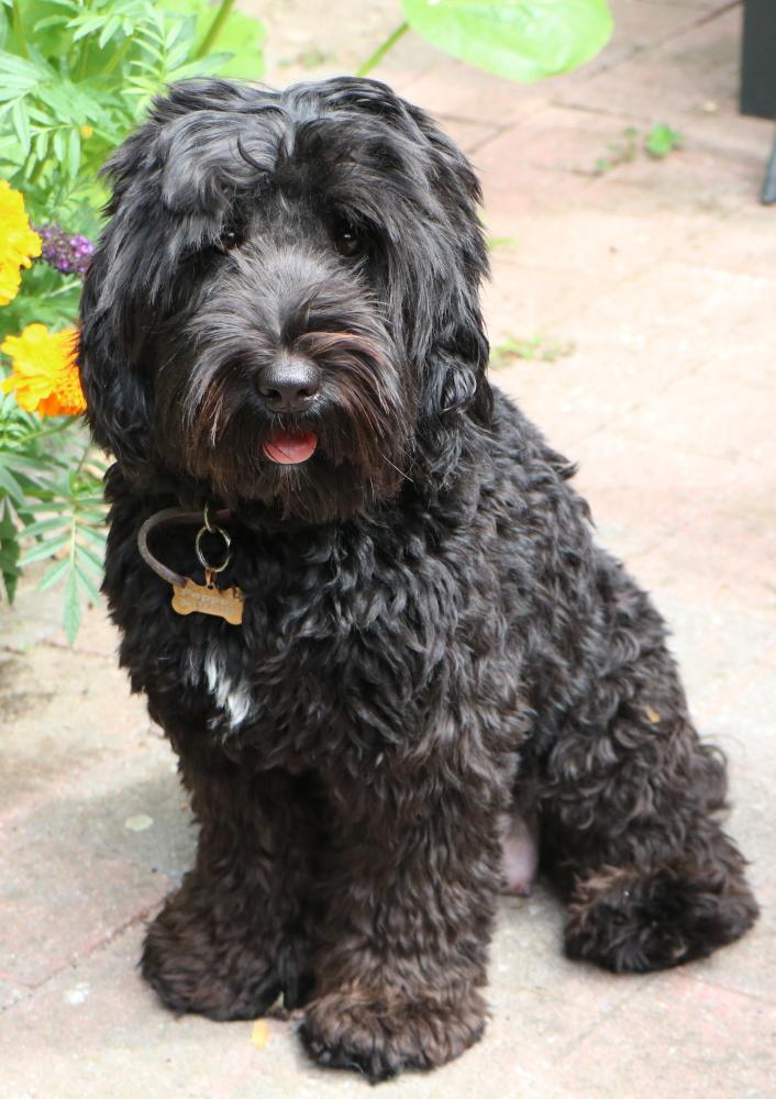 Lucky labradoodles Pepper