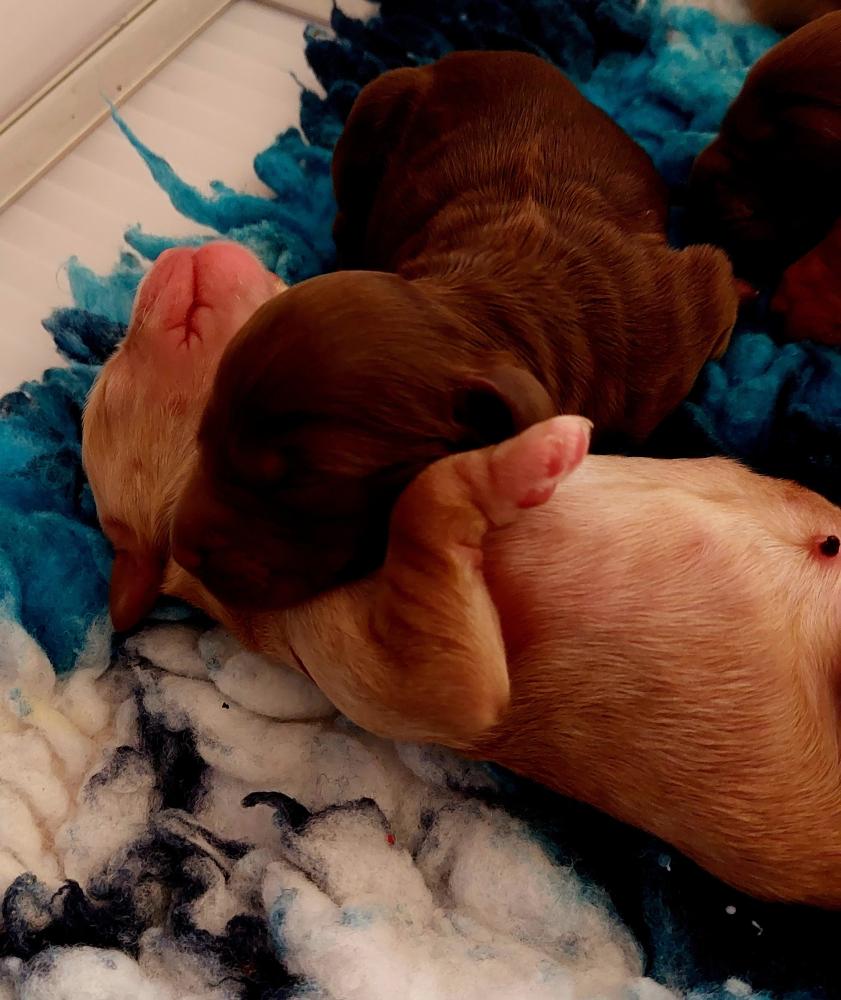 Alle pups uit het nestje van Gaia en Barry zijn besproken.